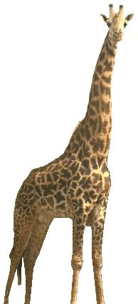 Giraffe1.jpg